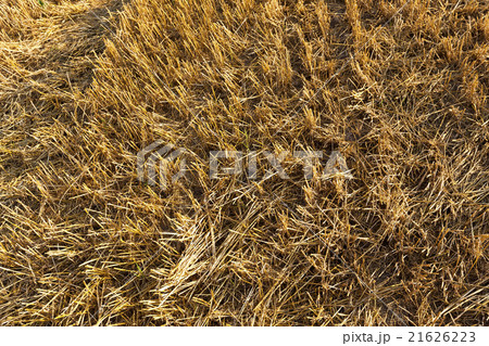 harvesting cereals . Agriculture harvesting cereals . Agriculture 21626223