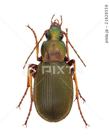 アメリカ産ゴミムシ ニセマルガタゴミムシ | 東京23区内の虫 2