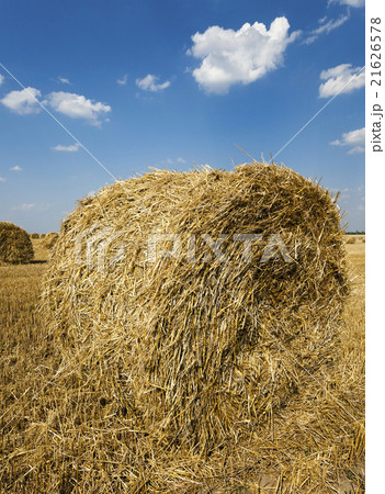 after harvesting cereal 21626578