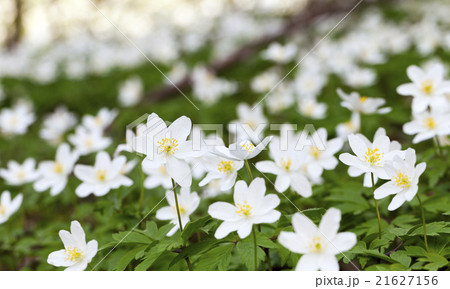 spring flowers in white 21627156