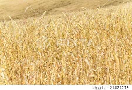 mature cereal . close-up mature cereal . close-up 21627253