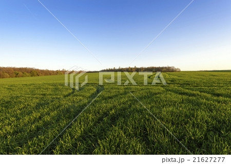 immature cereals . field 21627277