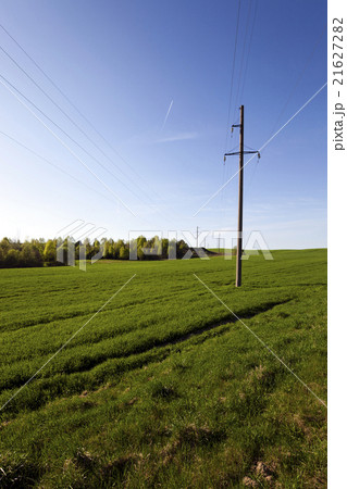 electric line in the   field   21627282