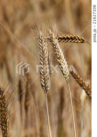 ripened cereals . close up 21627306