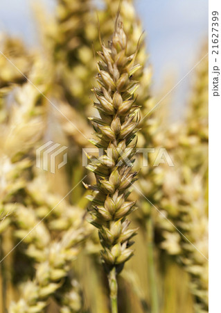 mature cereal . close-up   21627399