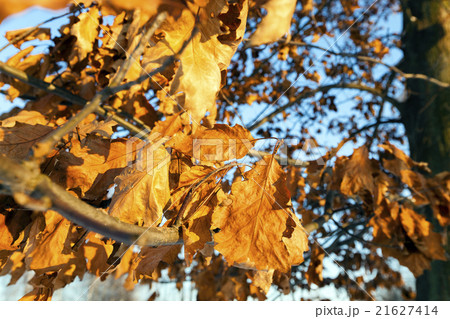 yellow dry leaves yellow dry leaves 21627414
