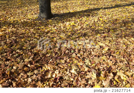 autumn forest  .  trees   21627714