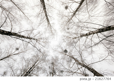 treetops . winter season 21627764