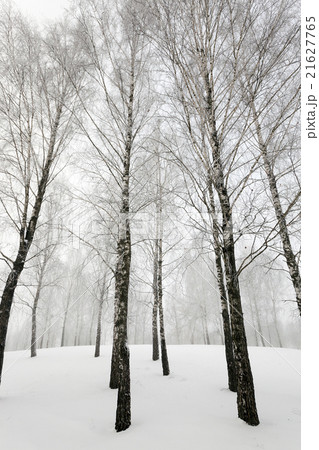 trees. winter season. trees. winter season. 21627765