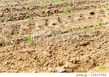green corn sprouted 21627766