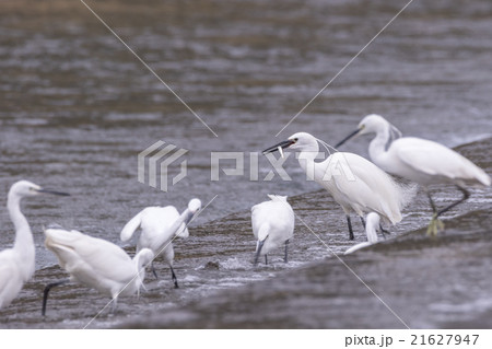 遡上鮎を捕食するコサギ 遡上鮎を捕食するコサギ 21627947