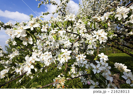 cherry . spring season cherry . spring season 21628013