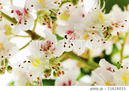 blooming chestnut tree   21628033