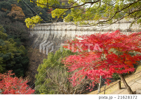 布引ダムの紅葉 21628372