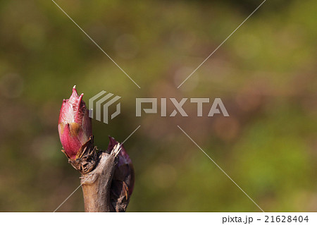 牡丹の冬芽 牡丹の冬芽 21628404