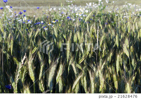 blue cornflower.  cereals 21628476