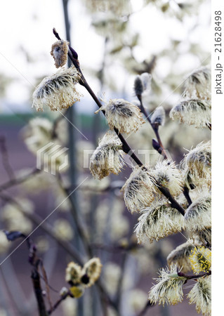 blooming willow . springtime 21628498