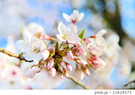 注意)レタッチ画像処理しています。品種は不明。2016年4月の桜(さくら)開花。 注意)レタッチ画像処理しています。品種は不明。2016年4月の桜(さくら)開花。 21628573