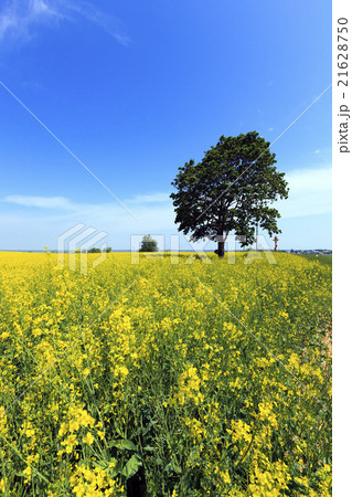 tree in the field tree in the field 21628750
