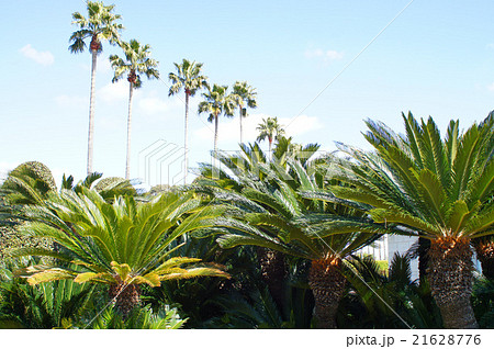 早春の長居植物園　 21628776