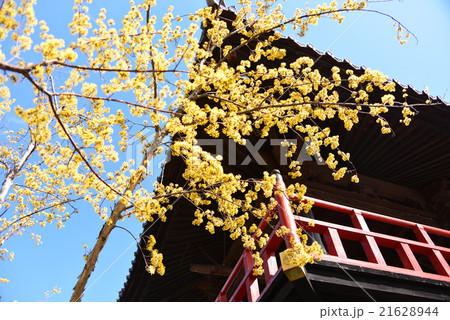 サンシュユ サンシュユ 21628944