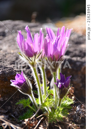 明るい紫色の花 明るい紫色の花 21628945