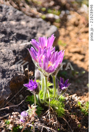 明るい紫色の花 明るい紫色の花 21628946