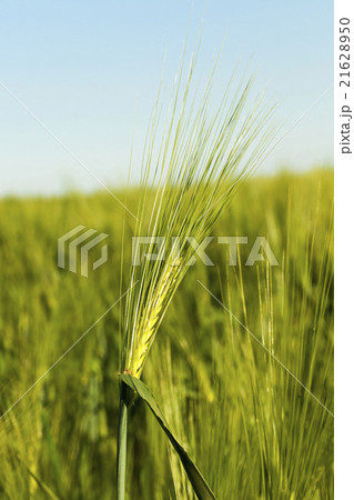 immature cereals. field immature cereals. field 21628950