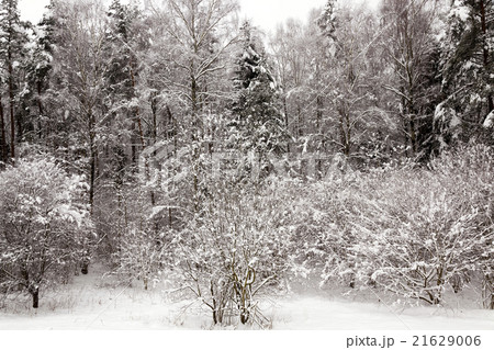 fir-tree in the winter fir-tree in the winter 21629006