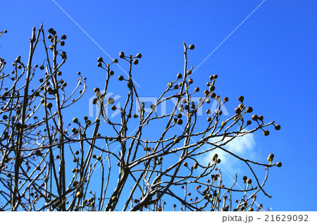 早春のイヌビワの木 21629092