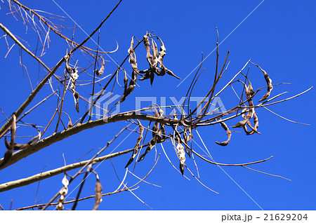 弾けたアメリカデイゴの豆果 21629204