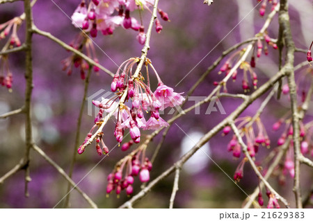 咲き始めた枝垂れ桜 21629383