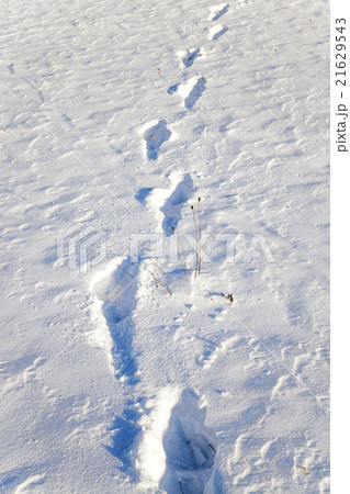 snow covered field snow covered field 21629543