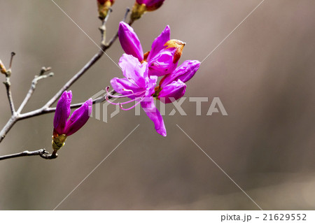 ミツバツツジ 21629552