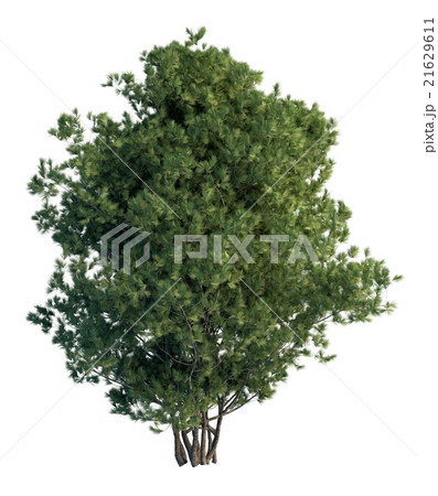 3D Illustration Pine Tree Isolated On White  21629611