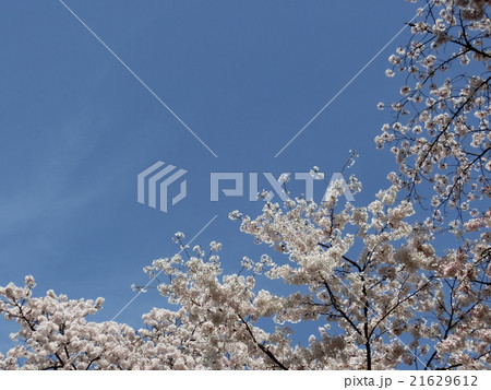 桜の額縁 21629612