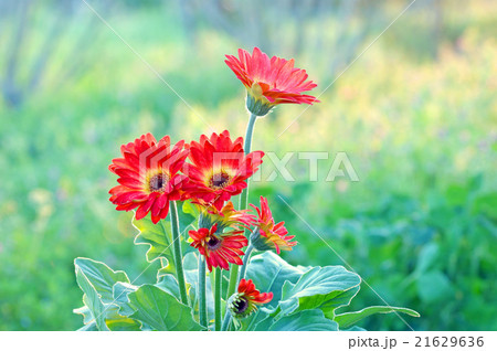 ガーベラ 21629636
