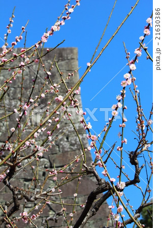 白梅と武者返し 21630386