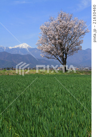 安曇野の春 21630460