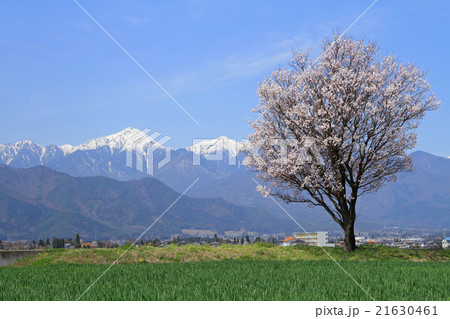 安曇野の春 21630461