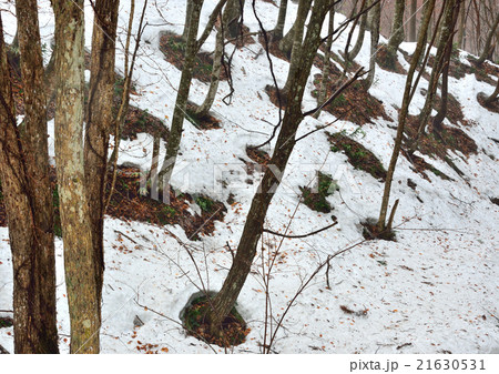 残雪の林 残雪の林 21630531