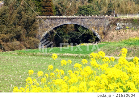 仮屋橋と菜の花 仮屋橋と菜の花 21630604