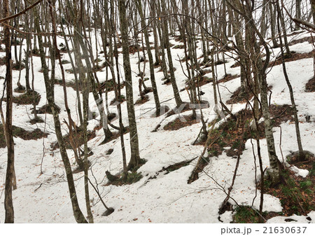 残雪の林 21630637