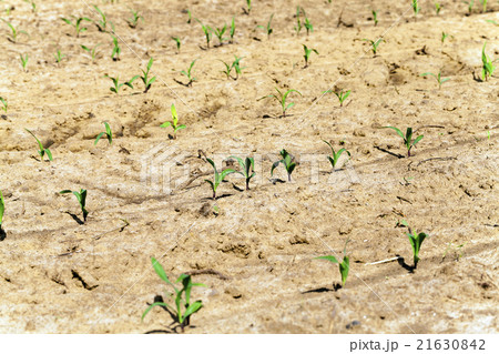young corn plants young corn plants 21630842