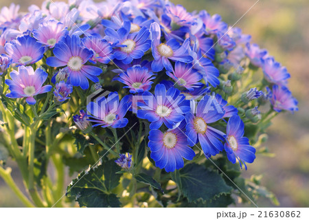 サイネリア 21630862