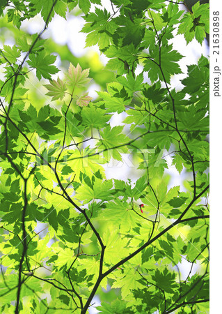 新緑 21630898