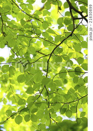 新緑 21630899