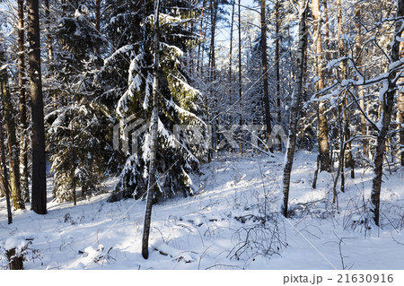 pine trees covered with snow   21630916