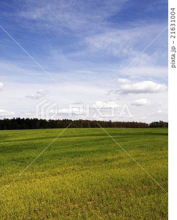 Agriculture. cereals. Spring  21631004