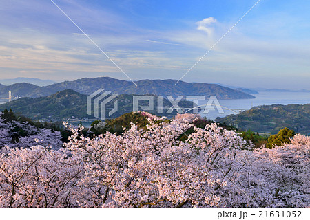 開山公園の桜 21631052